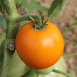 Tomate orange queen bio - Ferme de Sainte Marthe / Graines et Bio