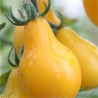 TOMATE POIRE JAUNE - Graines BIO | Ferme de Sainte Marthe | Graines et Bio