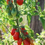 TOMATE POIRE ROUGE - Graines BIO