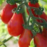 TOMATE POIRE ROUGE - Graines BIO | Ferme de Sainte Marthe | Graines et Bio