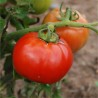 TOMATE SAINT PIERRE - Graines BIO | Ferme de Sainte Marthe | Graines et Bio