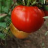 TOMATE SAINT PIERRE - Graines BIO | Ferme de Sainte Marthe | Graines et Bio