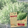 BASILIC MARSEILLAIS - Graines BIO | La Semence Bio | Graines et Bio