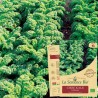 CHOU KALE - Graines BIO | La Semence Bio | Graines et Bio