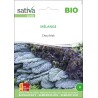 CHOUX KALE ou CHOUX FRISÉS en Mélange - Graines BIO | Sativa | Graines et Bio