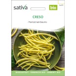 🫘 Graines de HARICOT - HARICOT NAIN BEURRE MANGETOUT Creso - Graines BIO