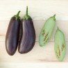AUBERGINE VIOLETTE "Astrakom" - Graines BIO | KOKOPELLI | Graines et Bio