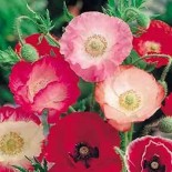 COQUELICOT ROMANTIQUE Shirley - Graines BIO | KOKOPELLI | Graines et Bio