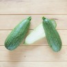 COURGETTE Petite Grise d'Alger - Graines BIO | KOKOPELLI | Graines et Bio