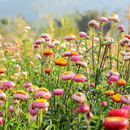 IMMORTELLE GRANDE "Tall Mix" - Graines BIO | KOKOPELLI | Graines et Bio