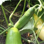 CONCOMBRE VERT LONG MARAÎCHER - Graines BIO | Ferme de Sainte Marthe | Graines et Bio