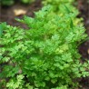 CORIANDRE - Graines BIO | Ferme de Sainte Marthe | Graines et Bio