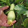 COURGETTE GENOVESE - Graines BIO | Ferme de Sainte Marthe | Graines et Bio