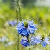 NIGELLE de DAMAS BLEUE - Graines BIO | KOKOPELLI | Graines et Bio