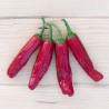 PIMENT PEU FORT "Pepperoncini" - Graines BIO | KOKOPELLI | Graines et Bio