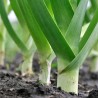 POIREAU Bleu de Solaise - Graines BIO | Ferme de Sainte Marthe | Graines et Bio
