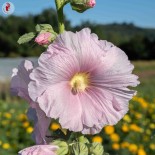 ROSE TRÉMIÈRE "Carnival Mix" - Graines BIO | KOKOPELLI | Graines et Bio