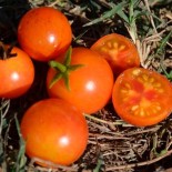TOMATE CERISE Isis Candy Cherry - Graines BIO | KOKOPELLI | Graines et Bio