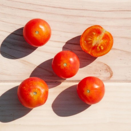 TOMATE CERISE Isis Candy Cherry - Graines BIO | KOKOPELLI | Graines et Bio