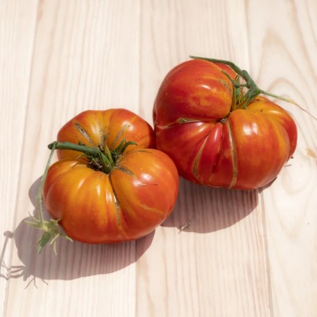tomate ananas kokopelli