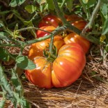 tomate ananas au jardin