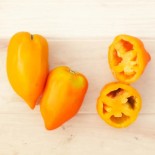 TOMATE ANDINE ORANGE - Graines BIO