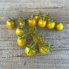 TOMATE VERTE "Green Grape" - Graines BIO | Ferme de Sainte Marthe | Graines et Bio
