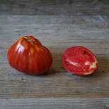 TOMATE LIGURIA - Graines BIO