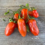 TOMATE SAN MARZANO - Graines BIO