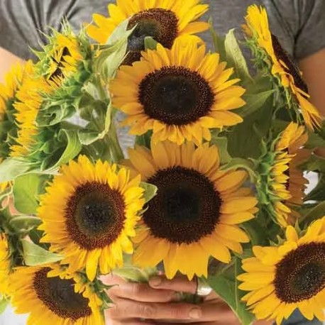 TOURNESOL à FLEURS "Mix Supreme" - Graines BIO | KOKOPELLI | Graines et Bio