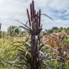 MILLET VIOLET Purple Majesty - Graines BIO | KOKOPELLI | Graines et Bio