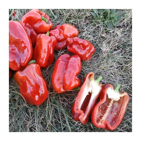 POIVRON ROUGE Tendre de Chateaurenard - Graines BIO | KOKOPELLI | Graines et Bio POIVRON ROUGE Tendre de Chateaurenard - Graines BIO | KOKOPELLI | Graines et Bio