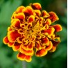 OEILLET D'INDE Sparkler Marigold - Graines BIO | KOKOPELLI | Graines et Bio