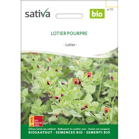 LOTIER POURPRE - Graines BIO | Sativa | Graines et Bio