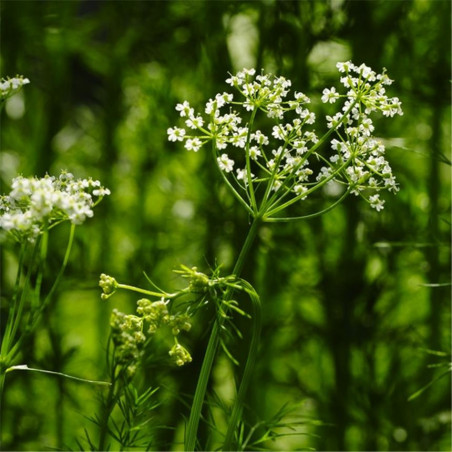 Graines De Cumin Sèches Entières En Poudre épice Aromatique Saine Jeera - Foto 6
