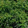 VERVEINE Officinale - Graines BIO | Ferme de Sainte Marthe | Graines et Bio