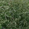 VERVEINE Officinale - Graines BIO | Ferme de Sainte Marthe | Graines et Bio