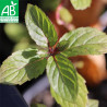 MENTHE POIVRÉE - Graines BIO | Ferme de Sainte Marthe | Graines et Bio