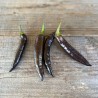 POIVRON MURASAKI PURPLE - Graines BIO | Ferme de Sainte Marthe | Graines et Bio
