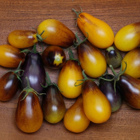 TOMATE CERISE POIRE Indigo Pear Drops - Graines BIO | Ferme de Sainte Marthe | Graines et Bio