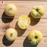 🍅 Graines de TOMATE - TOMATE BLANCHE Étoile d'Anvers - Graines BIO