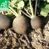RADIS NOIR Rond d'Hiver - Graines BIO | Ferme de Sainte Marthe | Graines et Bio