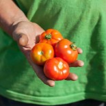 TOMATE COCKTAIL HÂTIVE "Aurora" - Graines BIO | KOKOPELLI | Graines et Bio