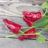 🌶️ Graines de POIVRON et PIMENT - POIVRON ROUGE CUBANELLE - Graines BIO