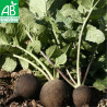 RADIS NOIR Rond d'Hiver - Graines BIO | Ferme de Sainte Marthe | Graines et Bio