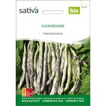🫘 Graines de HARICOT - HARICOT À RAMES MANGETOUT Vigneronne - Graines BIO