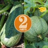 COURGETTES en MÉLANGE - Graines BIO | Ferme de Sainte Marthe | Graines et Bio