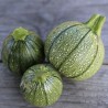 COURGETTES en MÉLANGE - Graines BIO | Ferme de Sainte Marthe | Graines et Bio