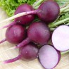 RADIS RONDS COLORÉS en MÉLANGE - Graines non traitées | Ferme de Sainte Marthe | Graines et Bio