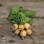 RADIS RONDS COLORÉS en MÉLANGE - Graines non traitées | Ferme de Sainte Marthe | Graines et Bio